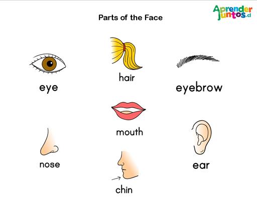Уши рот по английски. Face Vocabulary for Kids. Голова, глаза, уши, нос, рот по английскому языку. По английски уши и глаза. My face английский.